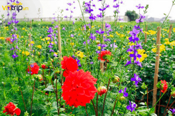 Tet 휴일에 Tay Tuu 꽃 마을의 개화 시즌