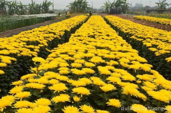Tay Tuu Flower Village in Nam Tu Liem District - Hanoi City