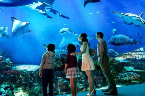 Hanoi Aquarium, the amusement park is stirring visitors