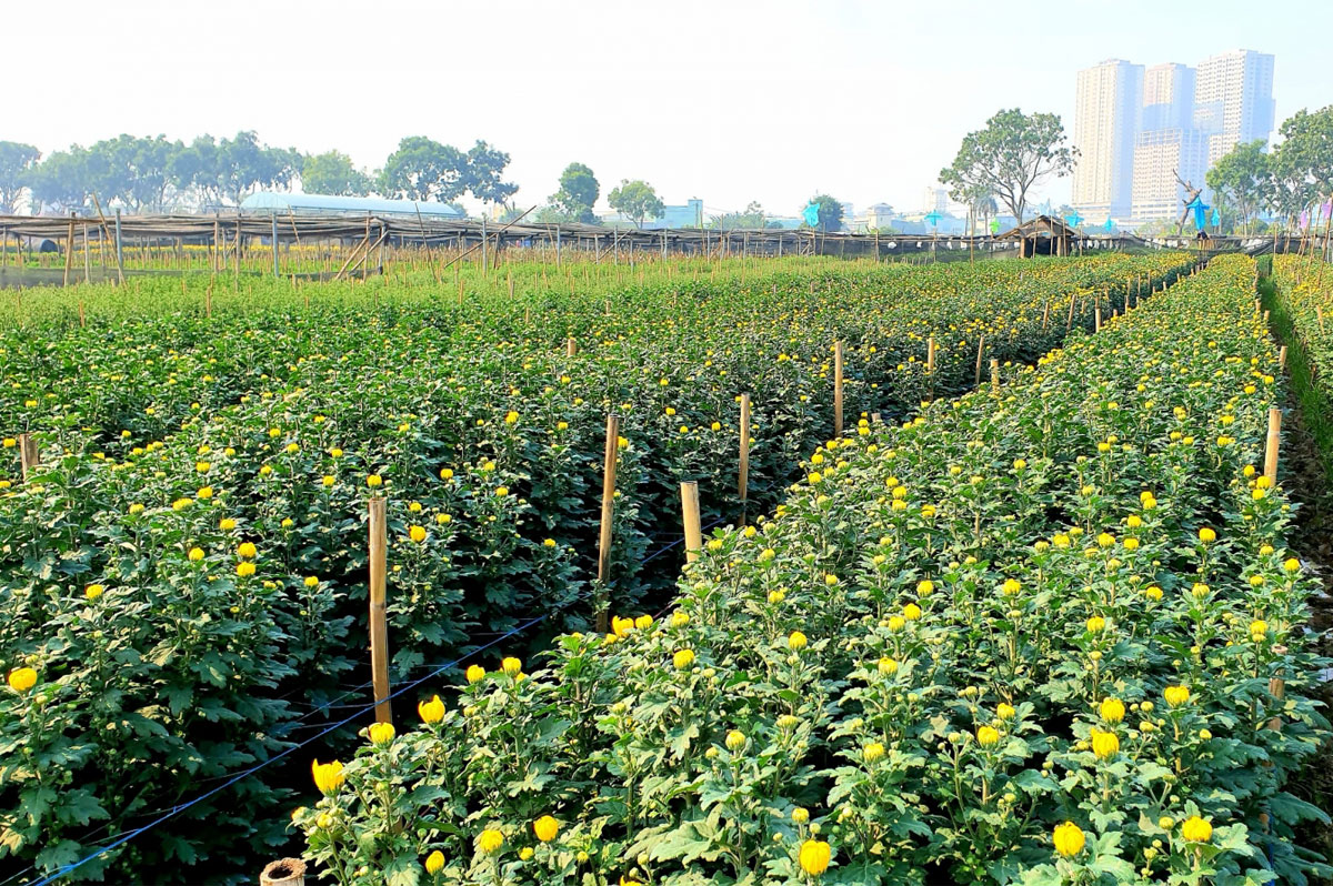 Ping Hotel - Hotels near Tay Tuu flower village, Nam Tu Liem district