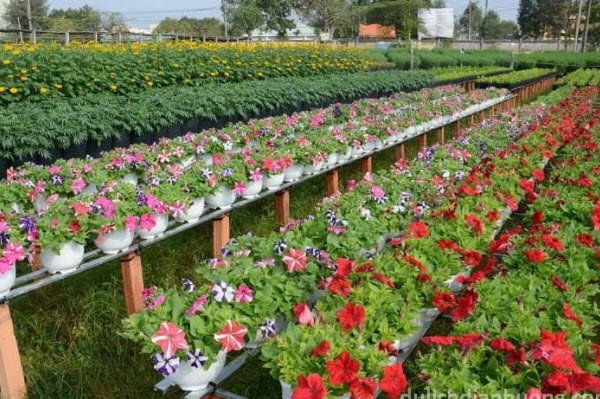 From Nam Tu Liem District to Ngoc Ha Flower Village tourist destination - Ba Dinh District